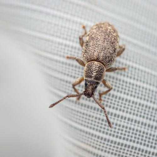 Réf. 318 584 : Pseudomeira sp.